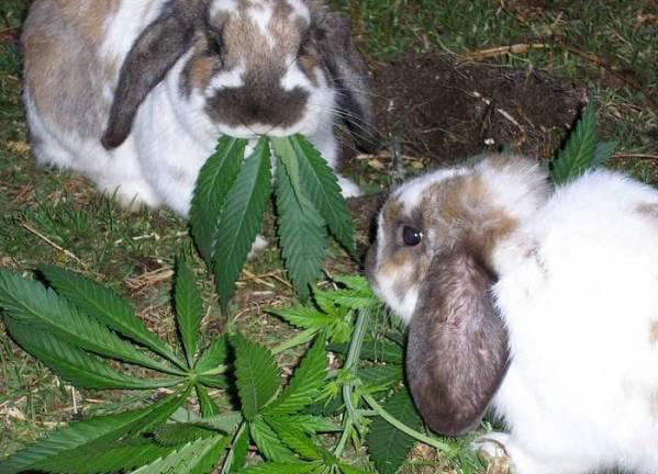 Coelhos com grande moca cannabis
