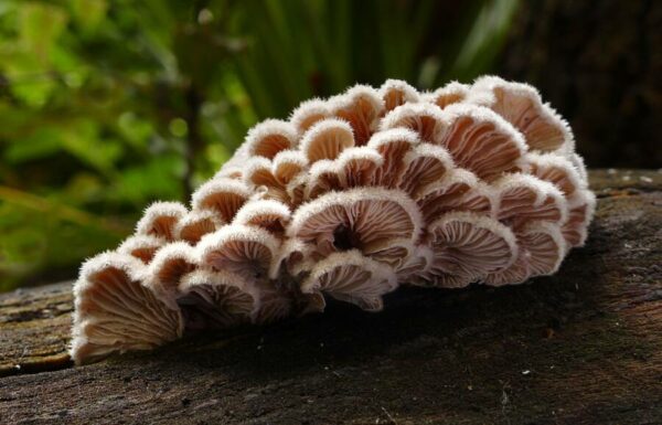 Sabias que os cogumelos FALAM ENTRE SI?