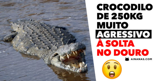 CROCODILO com cerca de 250kg anda à Solta no Douro