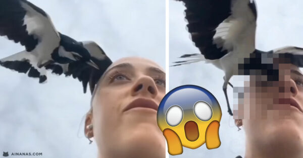 Pássaro ATACA O OLHO de uma mulher