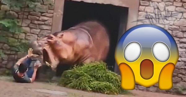 Hipopótamo Prega SUSTO DE MORTE ao seu Tratador