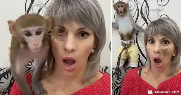 Macaco CHOCADO ao ver aranha na cara da Dona