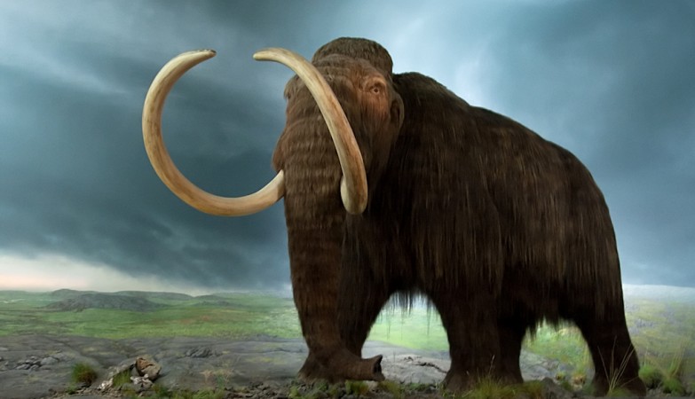 Russos tentam clonar mamute