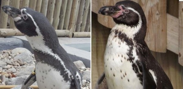 Casal de pinguins gay adota cria abandonada