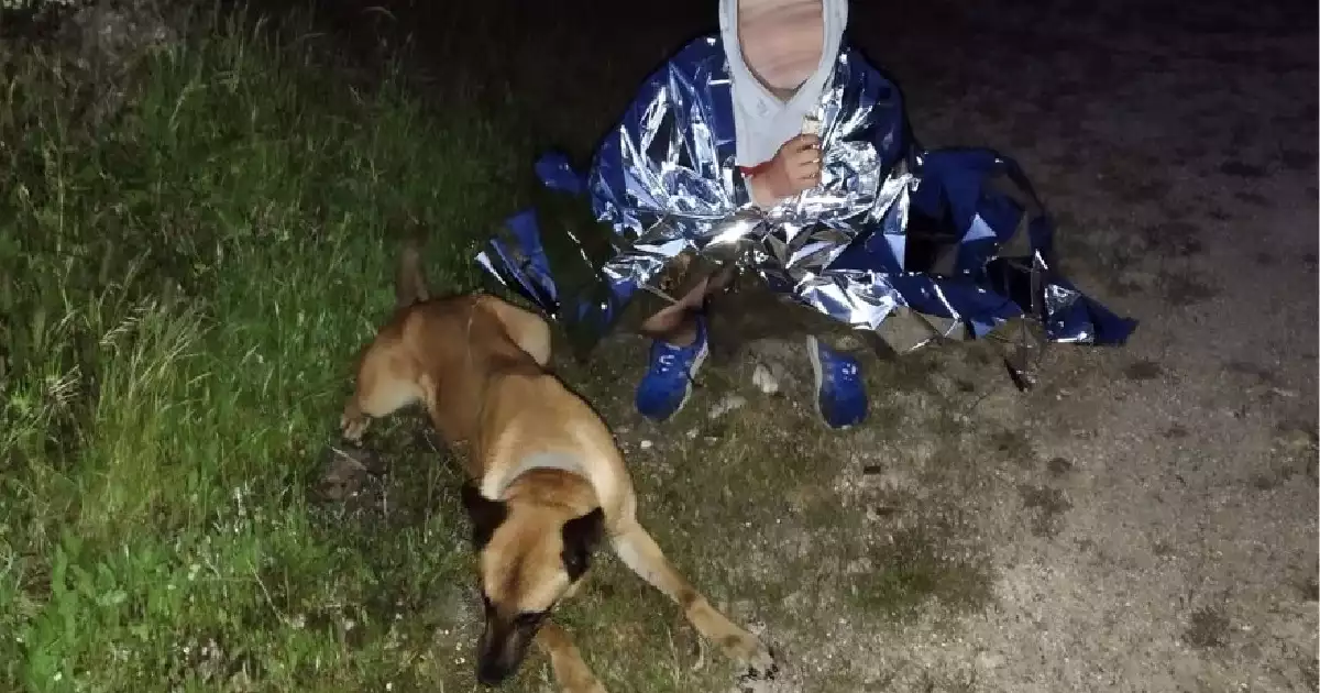Cadela da GNR Localiza Criança Desaparecida