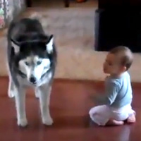 Husky e Bebé Falam a Mesma Língua (CUTE)