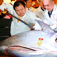 Atum vendido por mais de 1 Milhão de Euros (JAPÃO)
