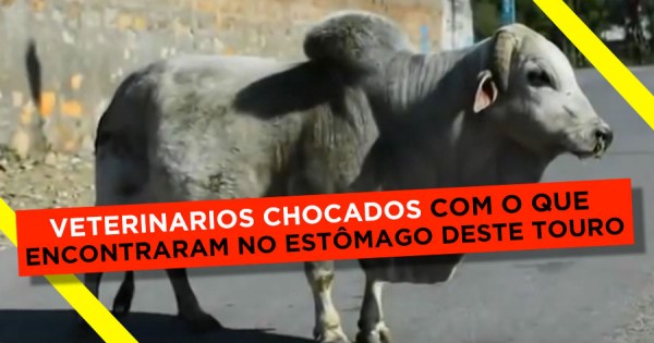 Veterinários CHOCADOS com o que Encontraram no Estômago Deste Touro