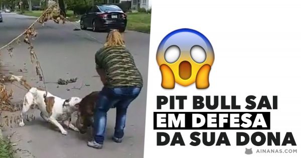 PIT BULL sai em defesa da sua dona e destroi cão que a atacou!