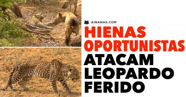 HIENAS oportunistas atacam Leopardo Ferido