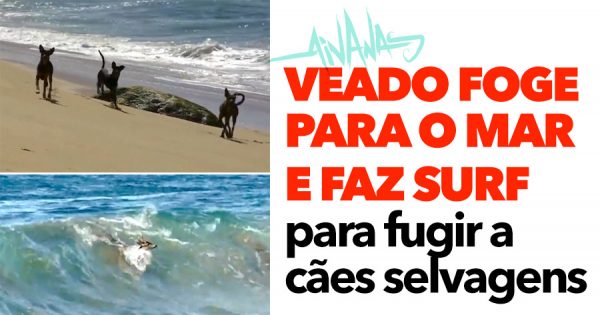 Veado foge para o mar e faz surf para fugir a cães selvagens
