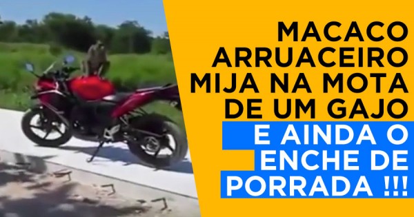 Macaco Mija na Mota de um Gajo e Ainda lhe Dá nos Cornos