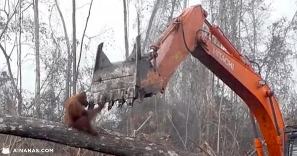 DEVASTADOR: Orangotango tenta impedir que destruam a sua casa