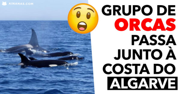 Momento incrível da passage de um grupo de ORCAS junto ao Algarve