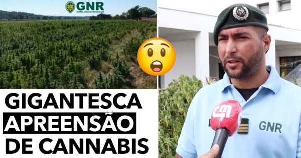 Maior Apreensão DE SEMPRE de Cannabis em Portugal