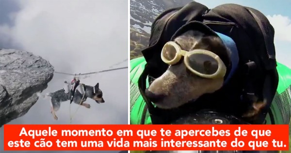 OMG: Dude leva o cão a voar de Wingsuit