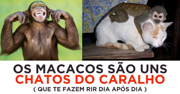 Os Macacos São Chatos Pra Caralho