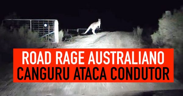 ROAD RAGE AUSTRALIANO: Canguru ataca condutor!