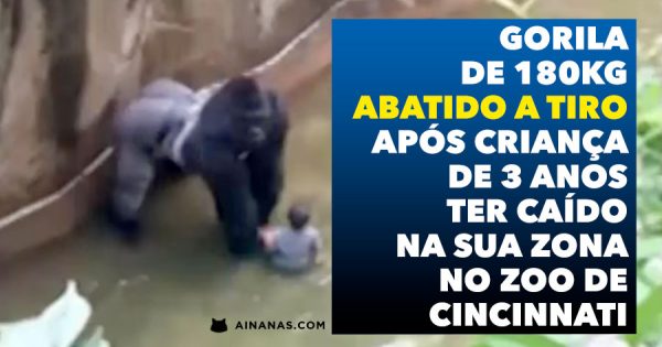 Gorila Abatido a Tiro após Criança ter Caído no seu Espaço