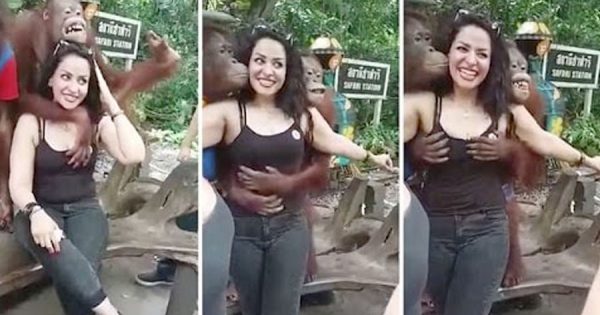 Orangotango Safado APALPA AS MARUFAS a uma Turista