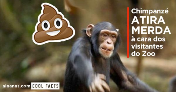 Chimpanzé ATIRA MERDA aos visitantes do Zoo