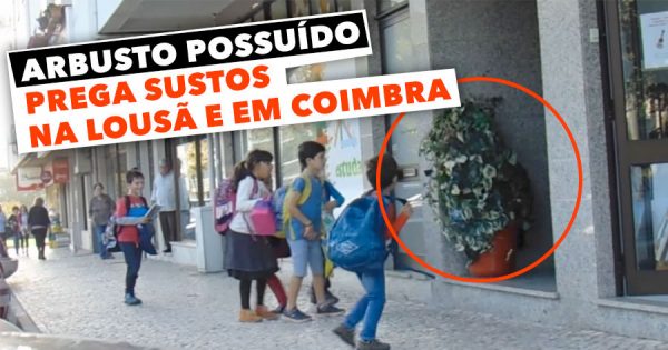 ARBUSTO POSSUÍDO prega sustos na Lousã e em Coimbra