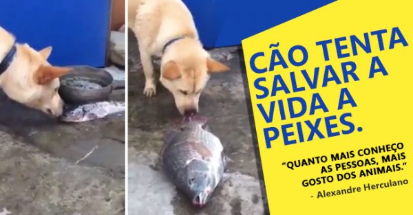 Cão Tenta Salvar Peixes