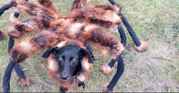 GENIAL: Cão mascarado de aranha gigante lança terror