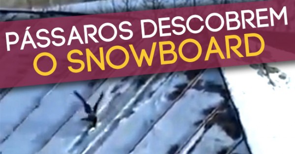 Pássaros Descobrem o Snowboard