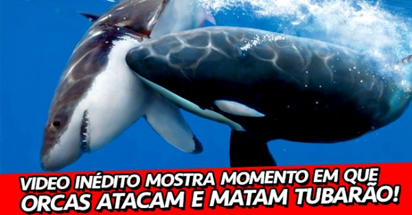 Orcas Atacam e Matam Tubarão Tigre (VIDEO)