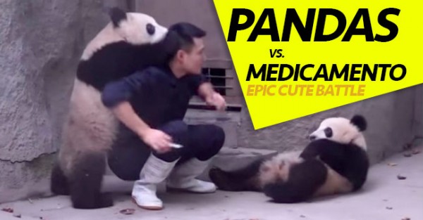 Pandas NÃO GOSTAM de Tomar Medicamentos