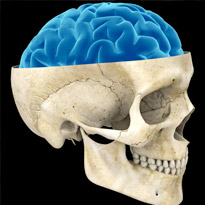 Primeiro modelo em 3D do cérebro humano