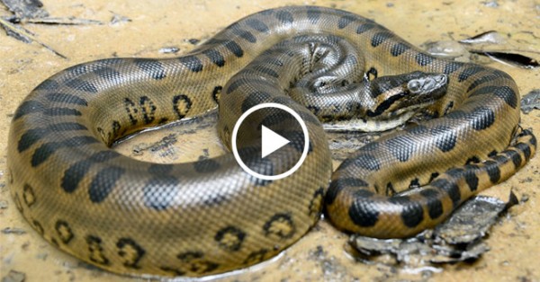 ANACONDA INCEPTION: Cobra Gigante Canibal