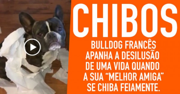 CHIBOU-SE: Bulldog Francês Denunciado pela “Amiga”