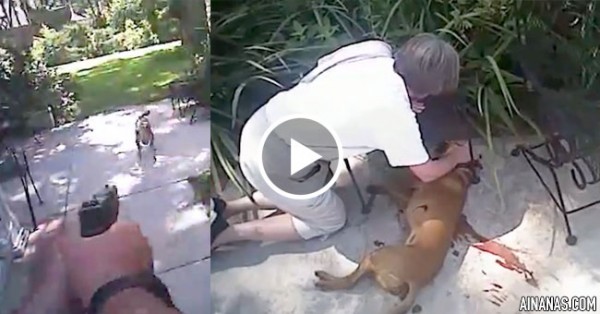 DEVASTADOR: Polícia Abate cão, Dona vê-o Morrer