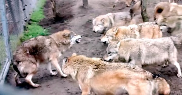 NATUREZA IMPIEDOSA: Lobos Viram-se Contra “Elo Mais Fraco”