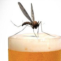 Melgas e Mosquitos Preferem quem Bebe Cerveja