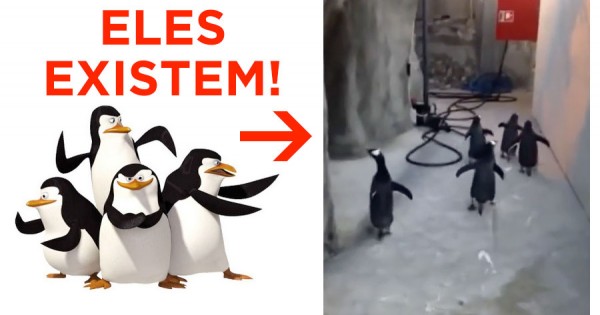 OMG! Os Pinguins do Madagáscar Existem Mesmo!