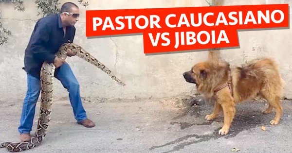 Pastor Caucasiano VS Jiboia