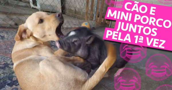 Cão e Mini Pig Juntos pela Primeira Vez