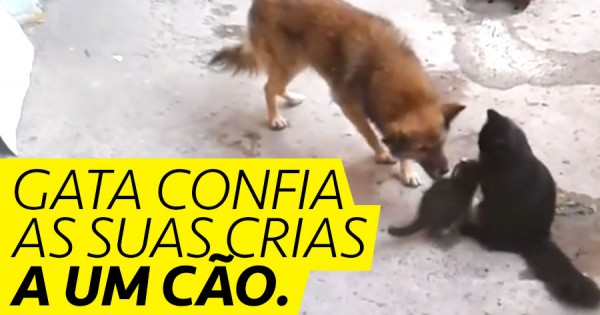 Gata confia crias…. a um cão!