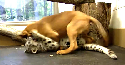 Cão e Leopardo tornam-se melhores amigos