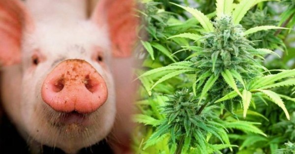 Porco com aroma a Cannabis é um Sucesso!