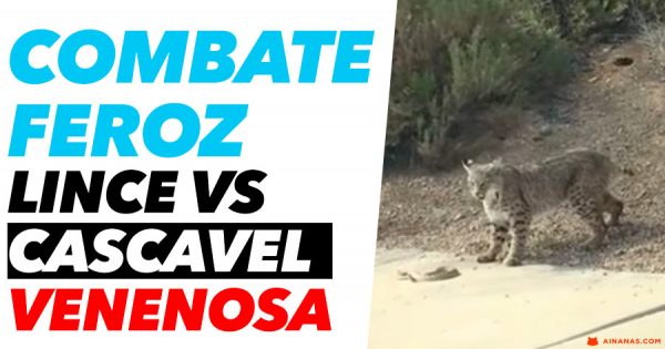 LINCE vs CASCAVEL VENENOSA: Quem vence ?