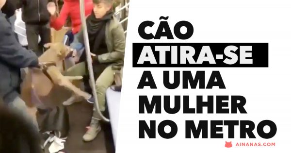 Cão atira-se a uma mulher no metro
