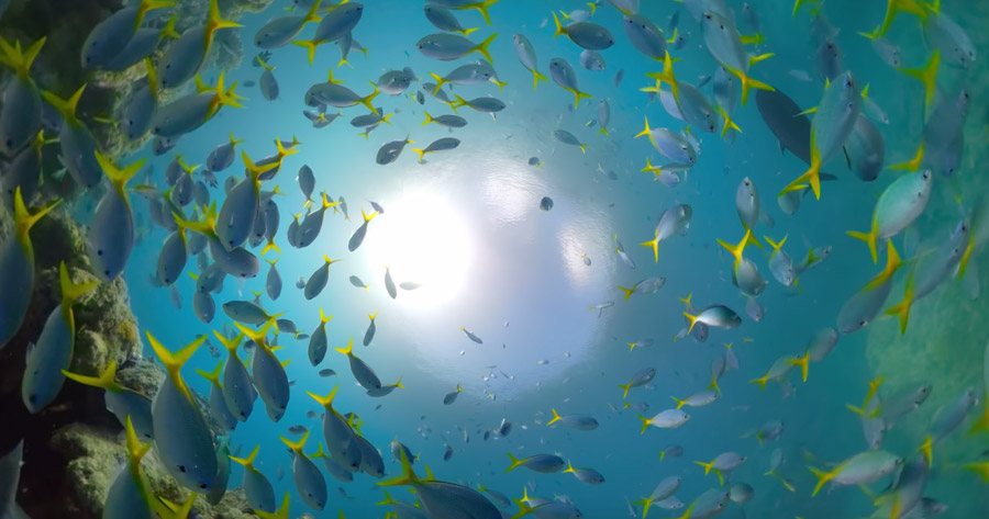 GoPro Awards: Video épico na Grande Barreira de Coral
