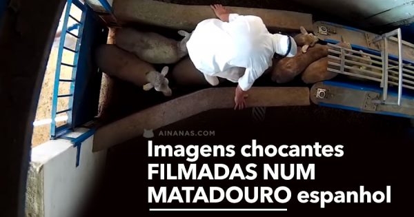 Imagens chocantes filmadas num MATADOURO em Espanha