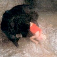 Criança de 3 anos cai no Fosso dos Gorilas