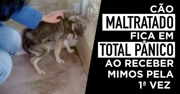 Cão Maltratado Recebe Mimos pela Primeira Vez