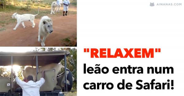 “RELAXEM”: leão entra num carro de Safari